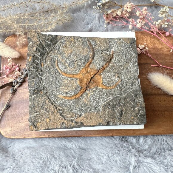 Beautiful Starfish Fossil in Matrix - Picture 5 of 5